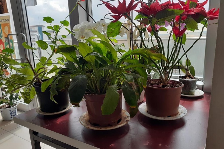  Demir Tozu Çiçeklere İyi Gelir Mi?