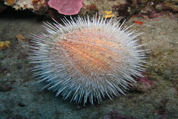 Deniz Kestanesi Batması Zehirler Mi?