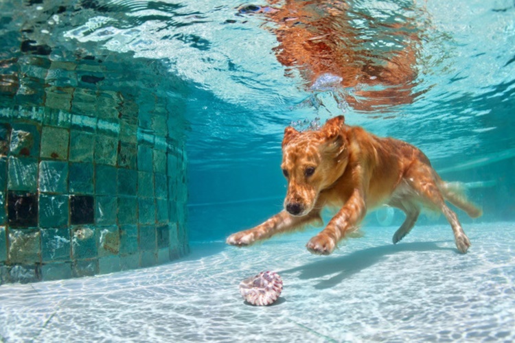 Deniz Suyu Köpeklere Zararlı Mı?