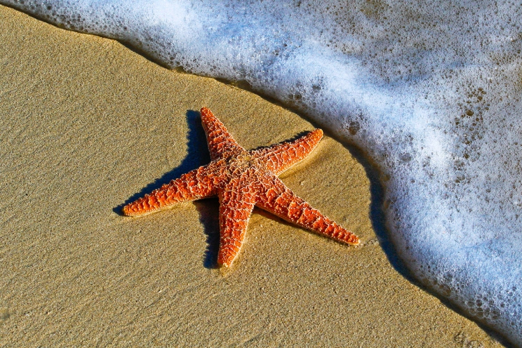 Deniz Yıldızı Nasıl Kurutulur?