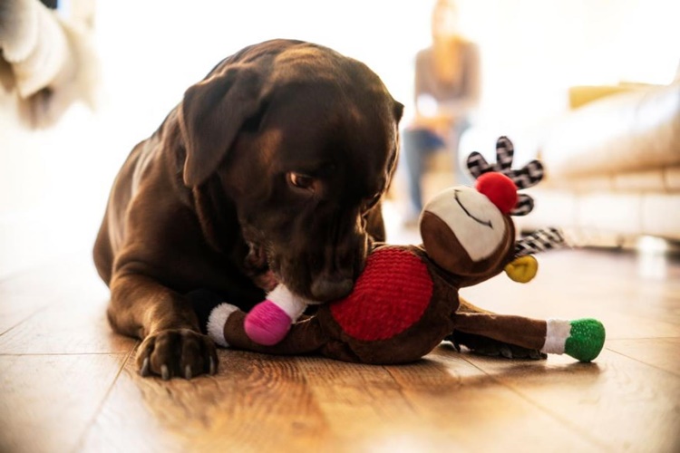 Depremde Köpekler Neden Havlar?