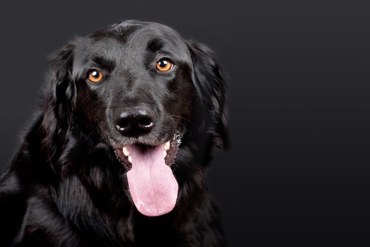 Dereotu Köpeklere Zararlı Mı?