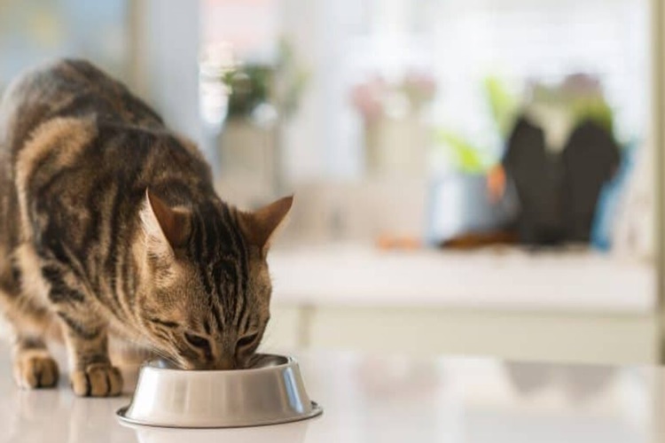 Dermacumin Kedi Fiyatı 2023 Ne Kadar?