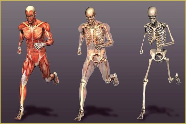 Destek Ve Hareket Sistemi Nelerden Oluşur?