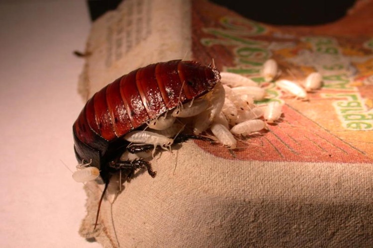 Detan Hamam Böceği Yemi Nedir?
