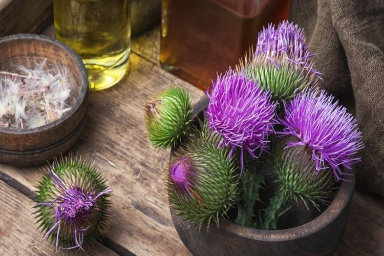 Deve Dikeni Hakkında Merak Edilen Bilgiler