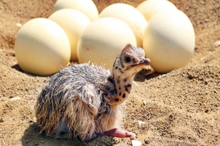  Deve Kuşu Yumurtası İle İlgili Merak Edilenler