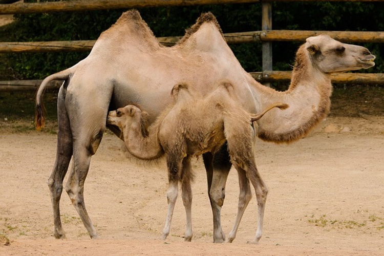 Deve Su İçmeden Kaç Gün Yaşar? Güncel Oku