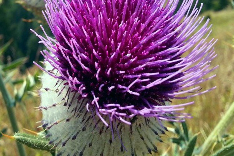 Devedikeninin Faydaları Nelerdir?