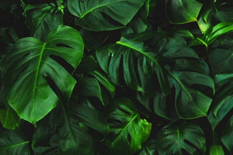 Devetabanı Bitkisinin Bakımı Nasıl Yapılır?