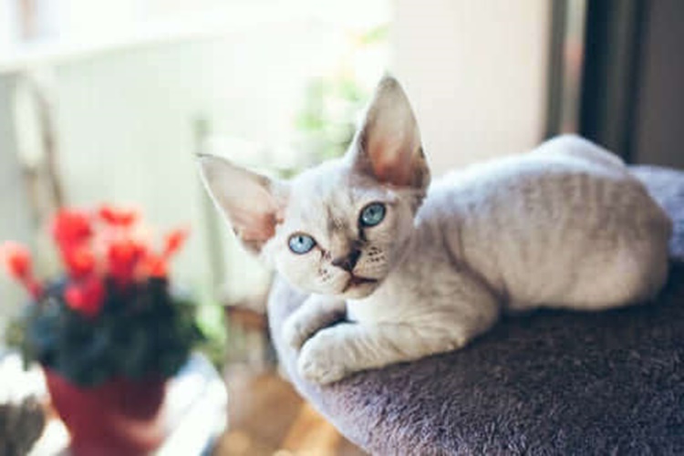 Devon Rex Bakımı Nasıl Olmalıdır?