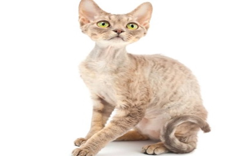 Devon Rex Kedi Hakkında Merak Edilen Bilgiler