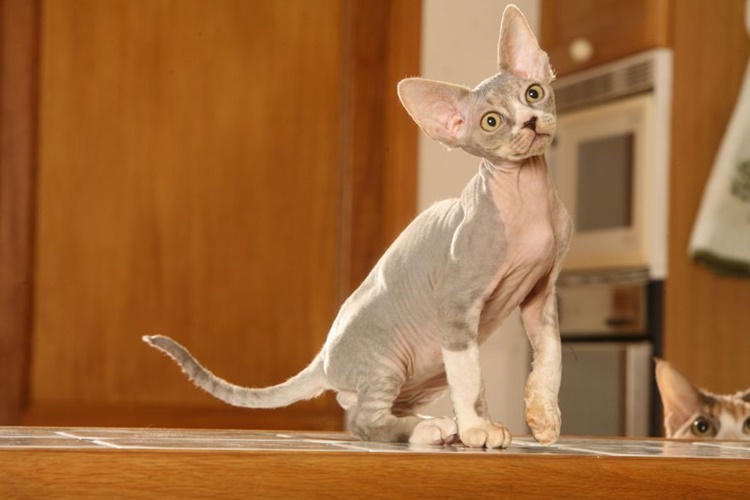 Devon Rex Kedi Özellikleri Nelerdir?
