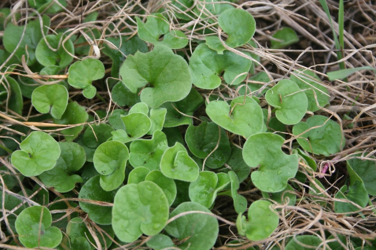 Dichondra Kaç Günde Çimlenir?
