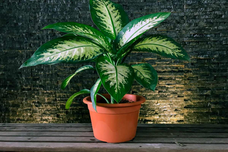 Difenbahya Neden Sararır?