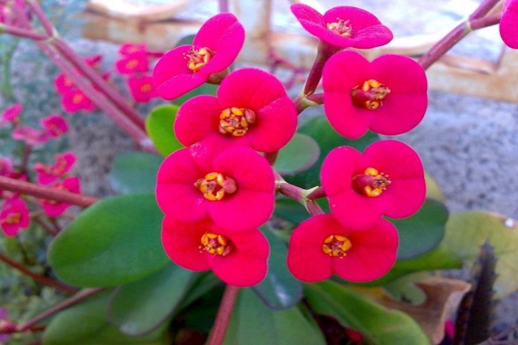 Dikenler Tacı Ne Zaman Budanır?