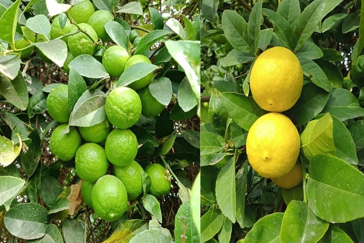 Dikenli Limon Ağacı Bakımı Nasıl Yapılır?