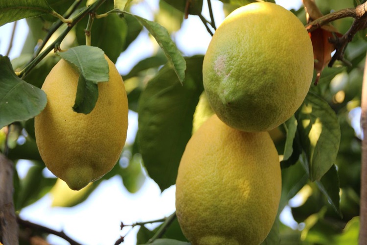 Dikenli Limon Ağacı Meyve Verir Mi?