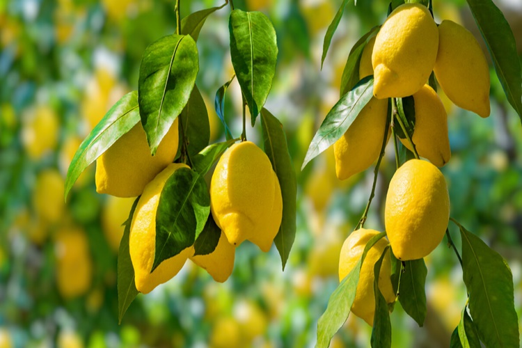 Dikenli Limon Ağacı Türü Nedir?