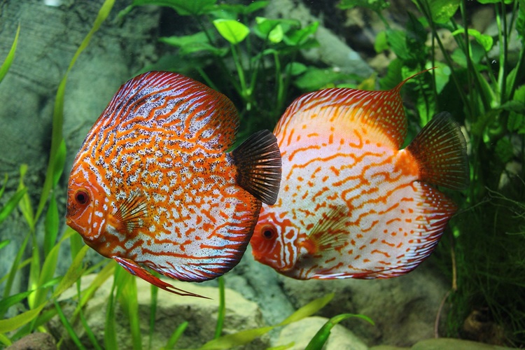 Discus Hangi Balıklarla Yaşar?