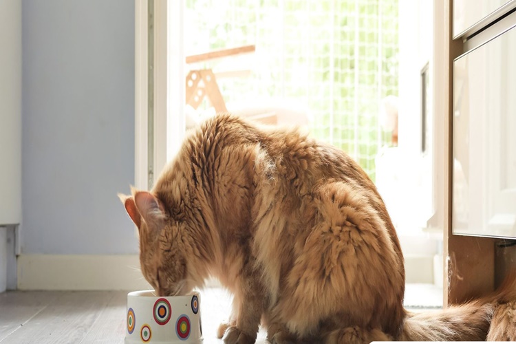 Dişi Kedi Doğum Yaptıktan Sonra Ne Zaman Çiftleşir?