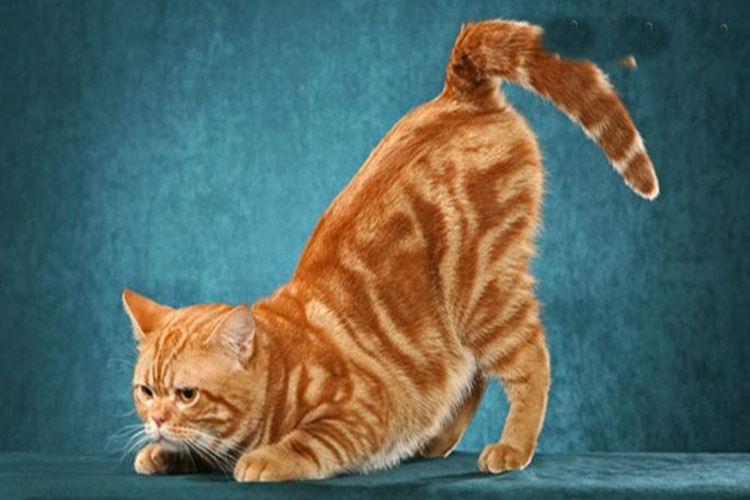 Dişi Kedi Kızışması Kaç Gün Sürer?