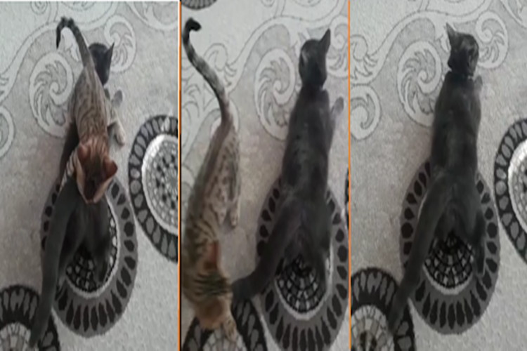 Dişi Kedinin Kızışması Nasıl Geçer?