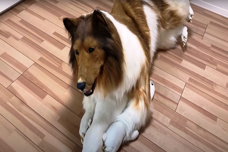 Dişi Köpek Kendi Yavrusunu Neden Yer?
