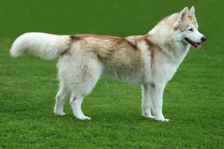 Dişi Köpek Kızana Nasıl Getirilir?