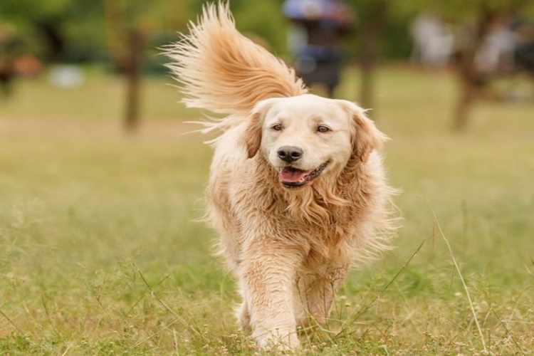 Dişi Köpekler Neden Yavrularını Öldürür?