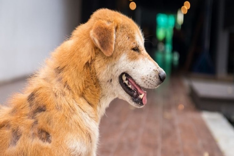 Distemper İnsana Bulaşır Mı?