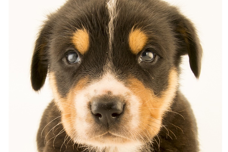 Distemper İnsana Bulaşır Mı?