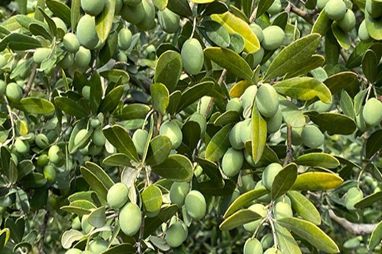 Zeytin Yaprağı Kürü Nedir? 