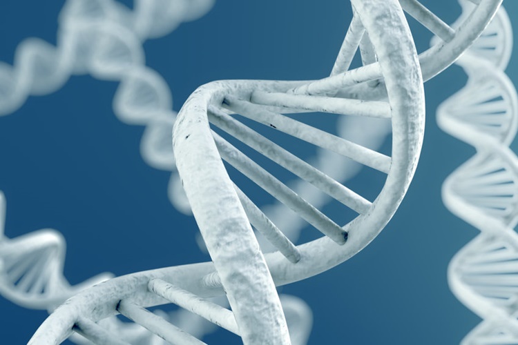 DNA Bulunmayan Hücreler Nelerdir?