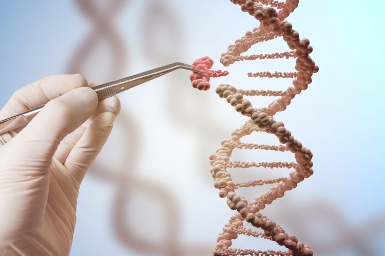 DNA Eşlenmesi Nedir?