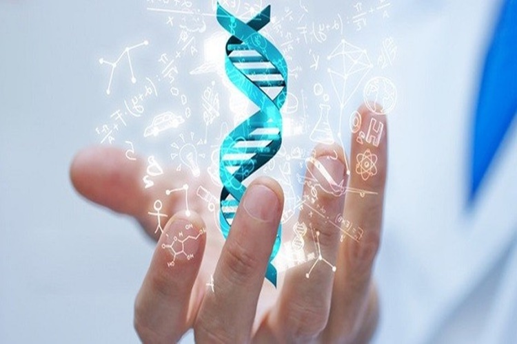 DNA Hangi Evrede Eşlenir?