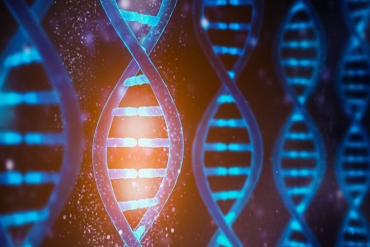 DNA Hücrede Nerede Bulunur?