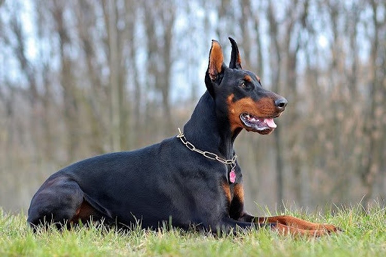 Doberman Bakım Masrafları Ne Kadar?
