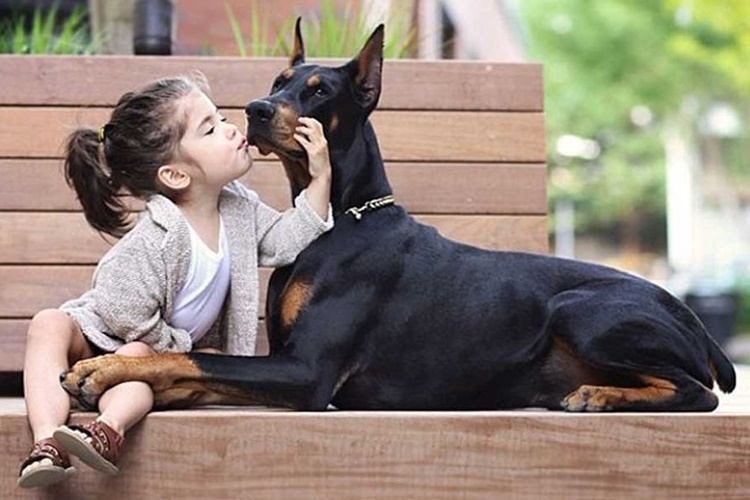 Doberman Diş Bakımı Nasıl Olmalıdır?