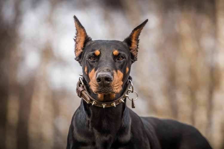 Doberman Evde Yalnız Kalabilir Mi?