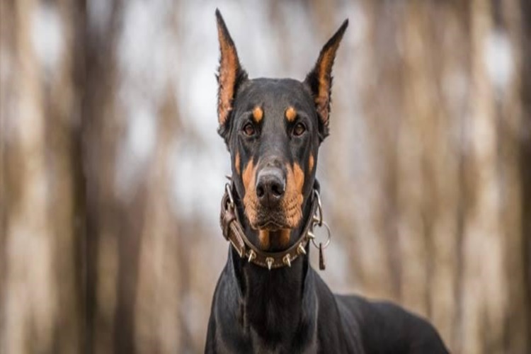 Doberman Gebelik Süresi Ne Kadar?