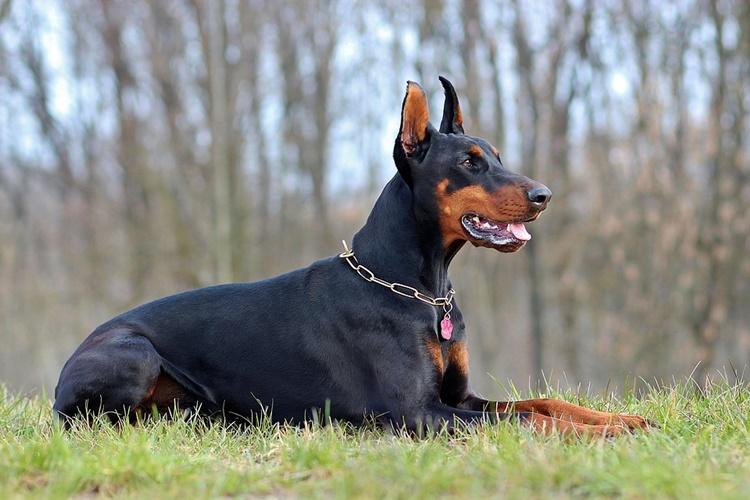 Doberman Köpek Fiyatı 2023 Ne Kadar?