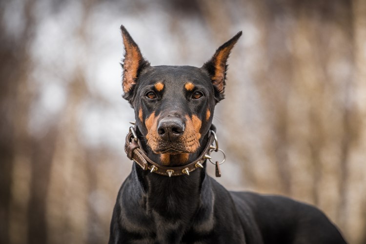 Doberman Nasıl Eğitilir?