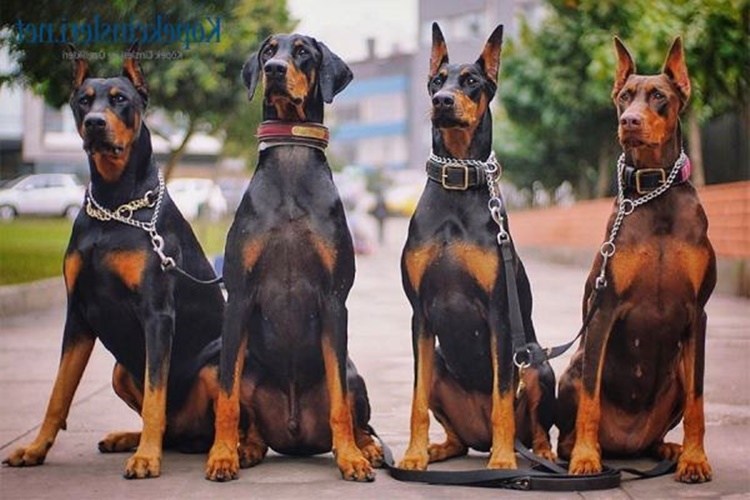 Doberman Ne İle Beslenir?
