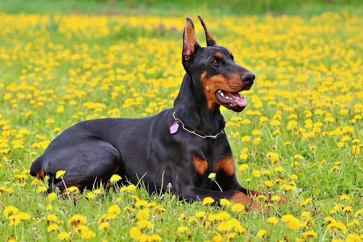 Doberman Soğuğa Dayanıklı Mıdır?
