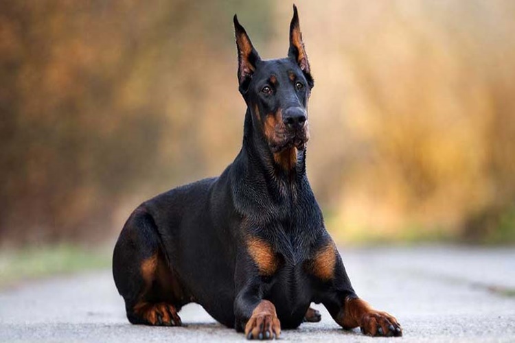 Doberman Tüy Döker Mi?