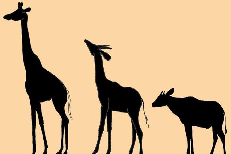 Doğal Seçilim Ve Genetik Sürüklenme Farkı