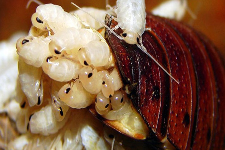 Doğal Yollarla Hamam Böceği Nasıl Yok Edilir?