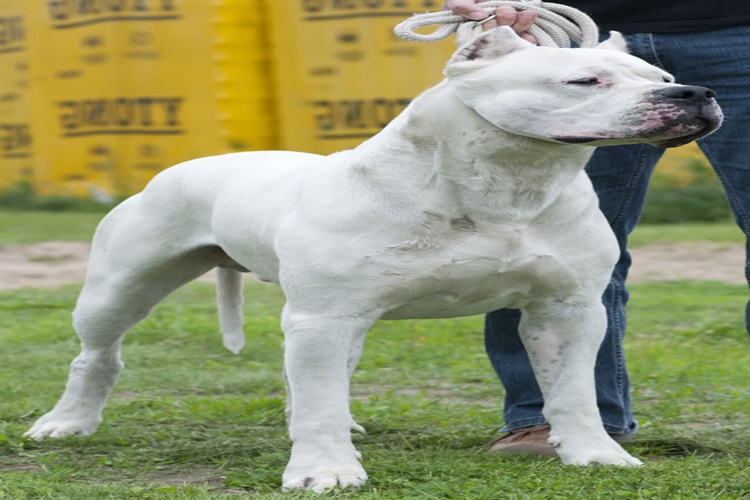Dogo Argentino (Dogo Arjantin) Hakkında Merak Edilen Bilgiler
