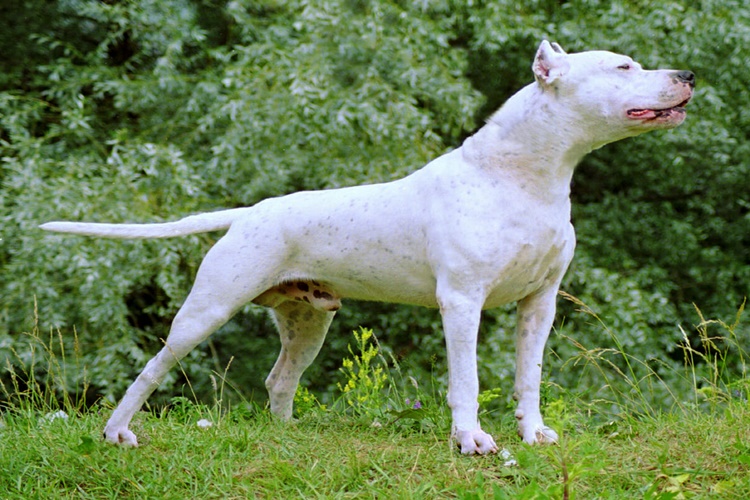 Dogo Argentino Köpek Fiyatı 2023 Ne Kadar?